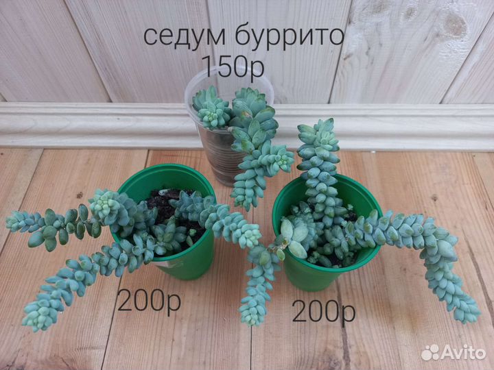 Седум моргана, седум буррито, декабрист