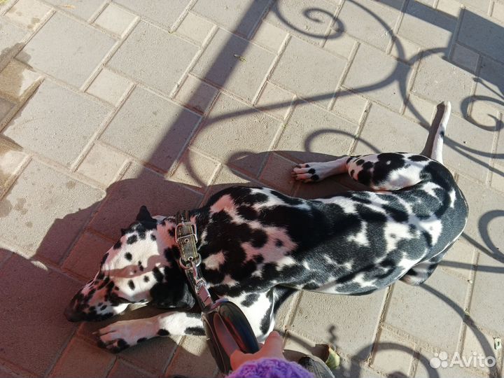 Далматин вязка