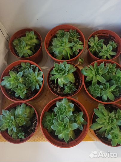 Суккуленты