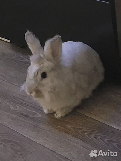 Кролик карликовый