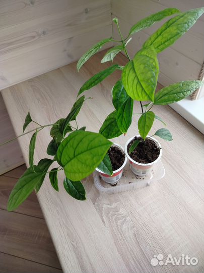 Клеродендрум