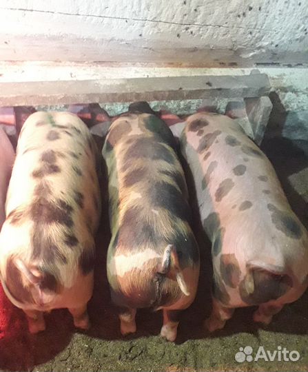Поросята на откорм