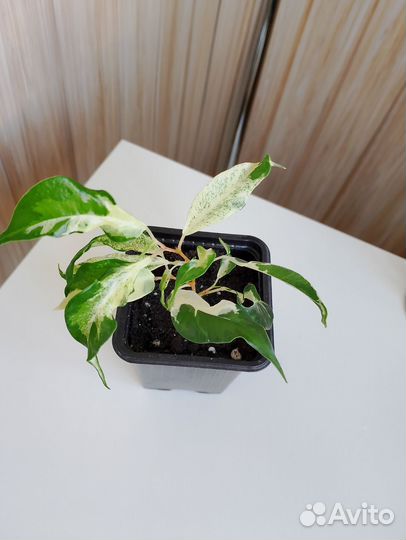 Фикус керли