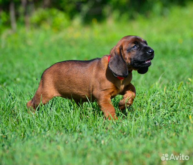 Баварская Горная Гончая щенки