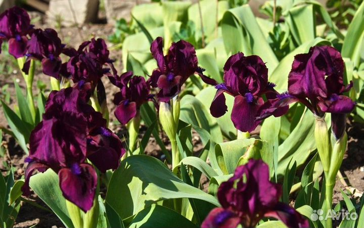 Ирис карликовый