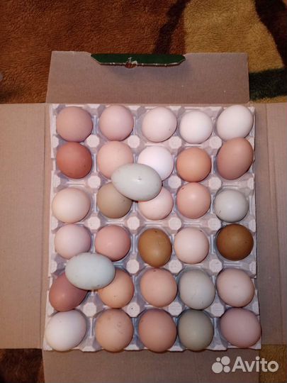 Инкубационное яйцо