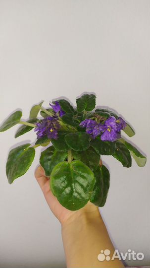 Фиалки излишки