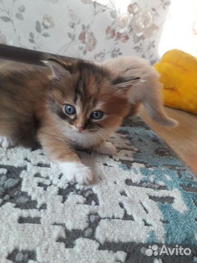 Кошка в дар