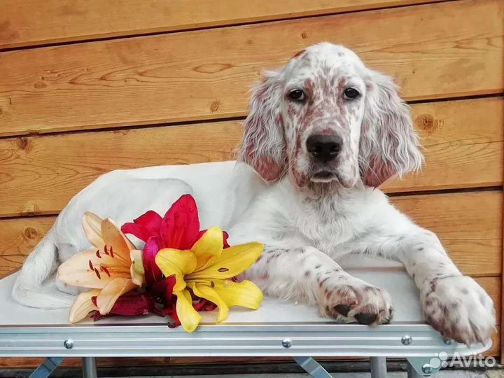 Аристо-щенки сеттера