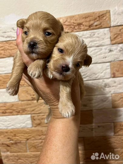 Щенки Мальтипу F1