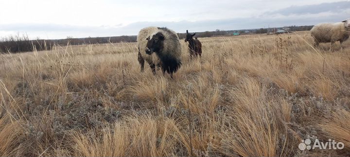 Баран. Романовский на племя