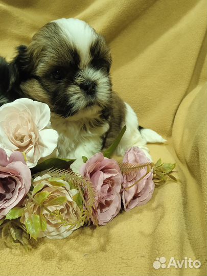 Щенки ши-тцу