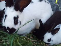 Кролики с крольчатами