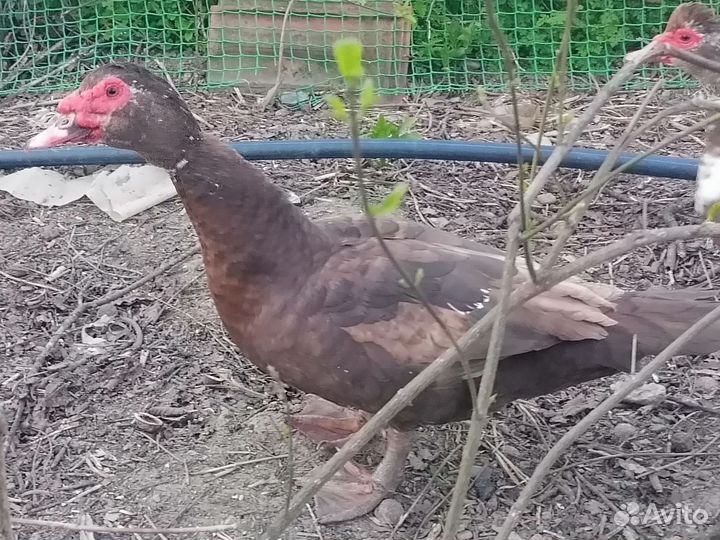 Утак на обмен