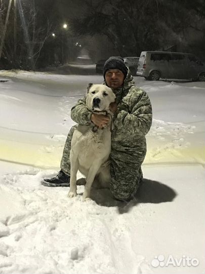 Собака для вязки