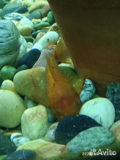 Сомики анциструсы (обмен)