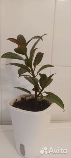 Фикус эластика