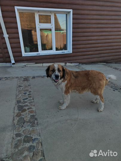 Щенки московская сторожевая Карымское