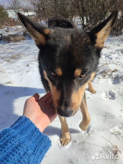 Собака на охрану