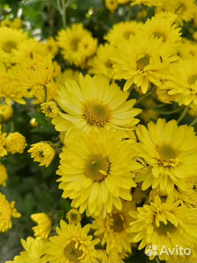 Хризантема