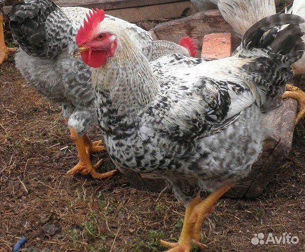 Мастер грей,голошейка,ред бро,фокси чик от 5 сут