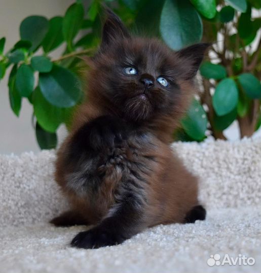 Котята мейн-кун
