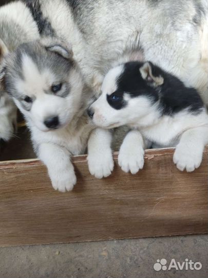 Сибирский хаски