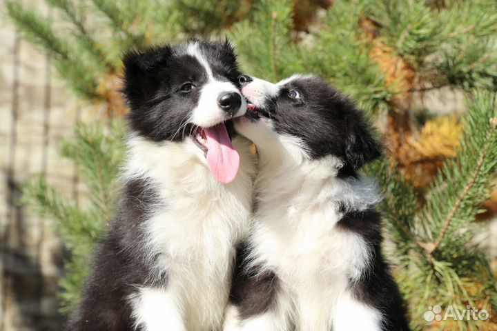 Щенки бордер колли