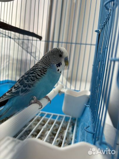 Волнистый попугай с клеткой