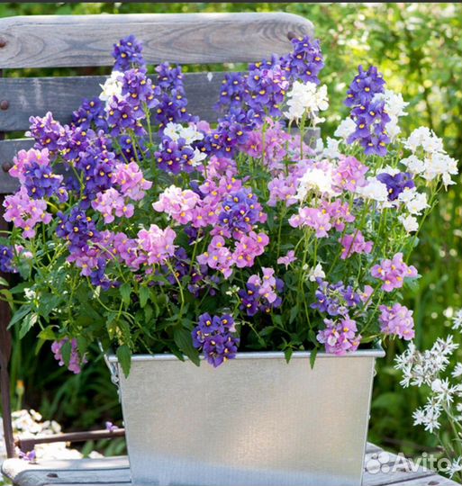 Бакопа Нимезия Плекрантус