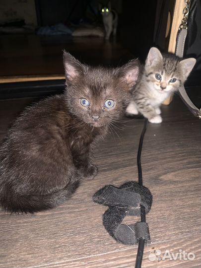 Кошечка в добрые руки