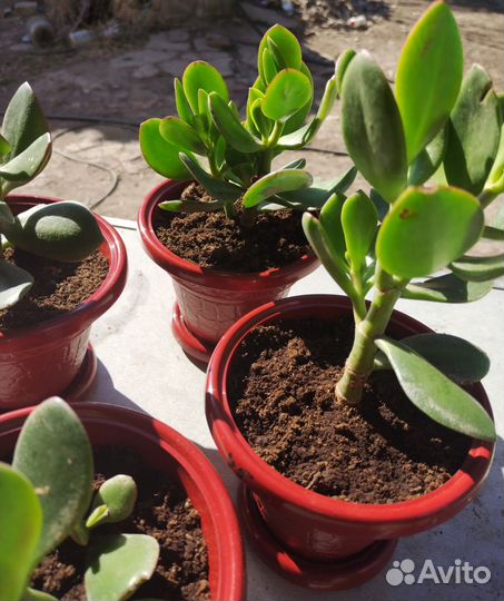 Толстянка(денежное дерево)