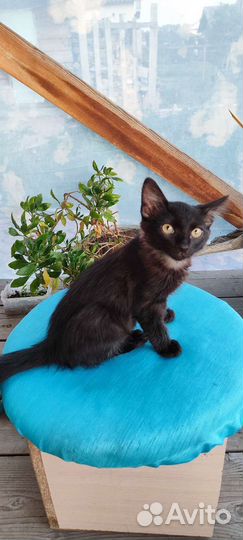 Котята в добрые руки бесплатно