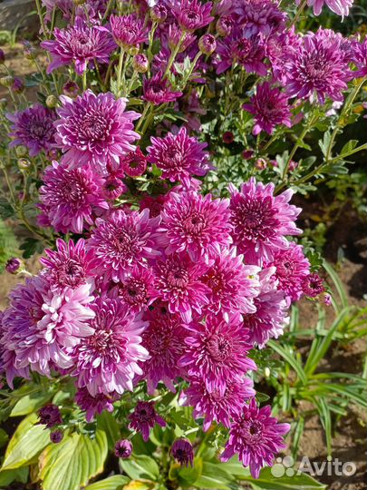 Хризантемы