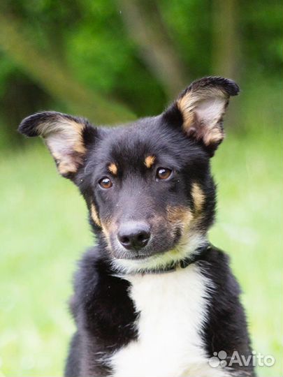 Щенок в добрые руки