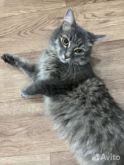 Кошка