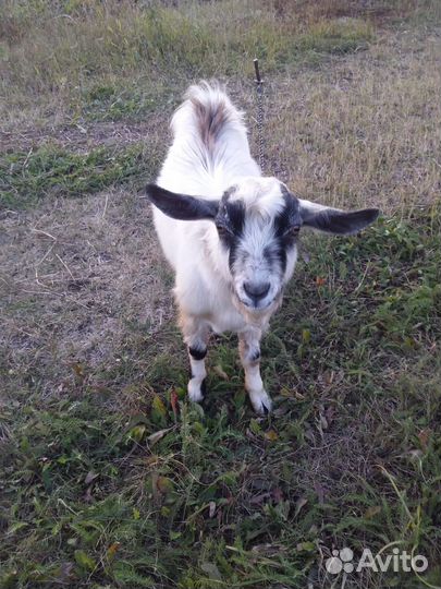 Нубийский козел