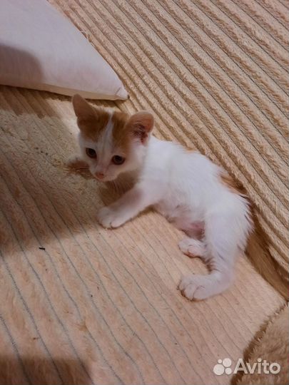 Котёнок (девочка)