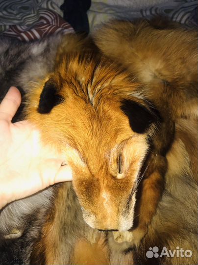 Шкурка,мех лиса писец