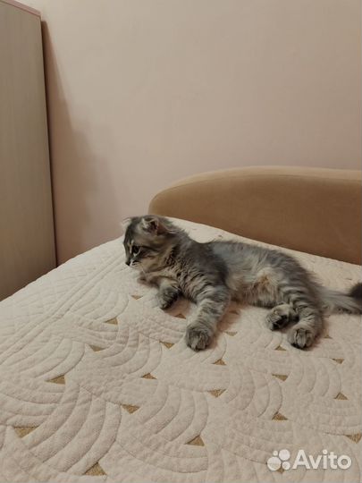 Вислоухие котята в добрые руки