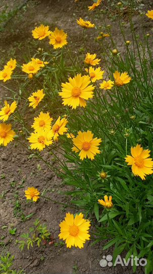 Многолетние цветы