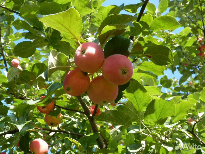 Садовые яблоки