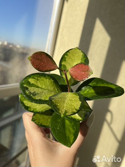 Хойя Лиза, триколор и хешкелиана вариегатная