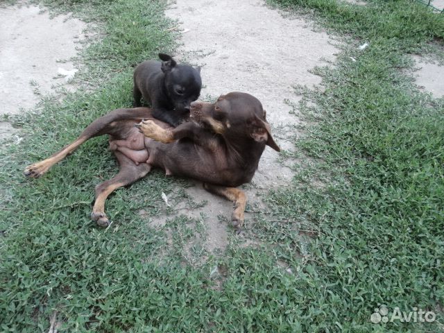 Продаются щенки той терьера