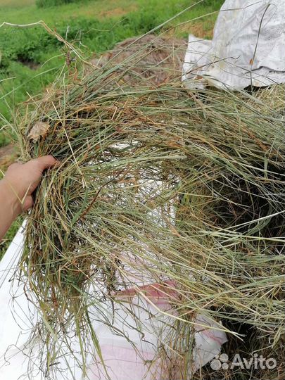 Сено 5 килограмм