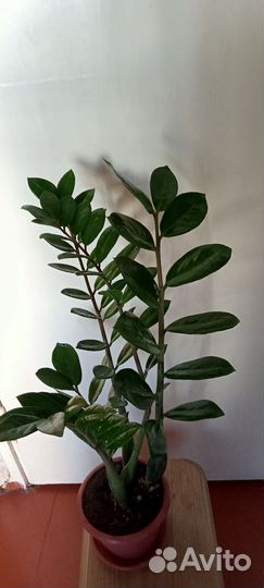 Замиокулькас