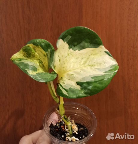 Комнатные растения купить в Новосибирске | Товары для дома и дачи | Авито