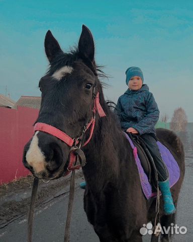 Прогулки на лошадях