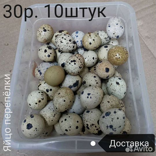 Птица, перепела