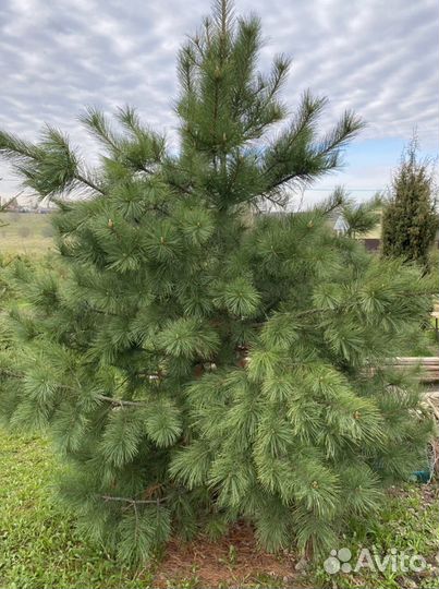 Саженцы кедра сибирского